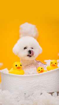 Family foster pets are highly sought after