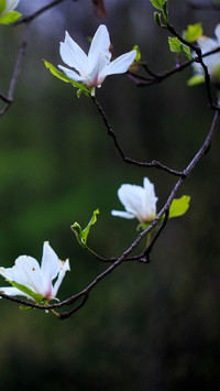 Spring scenery-03
