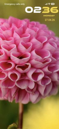 Pink Flower