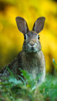 Rabbit (4)