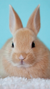 Rabbit (8)