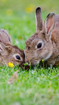 Rabbit (7)