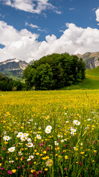 Wildflowers are everywhere in the valley