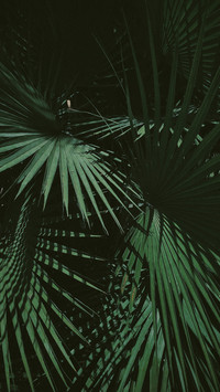 Dark green and beauty plant