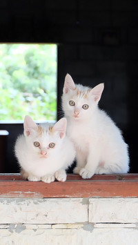 蹲在窗边的猫