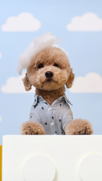 Pets can also play mobile games 8