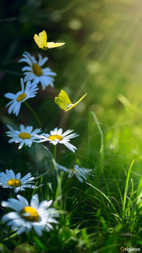 flower (15)