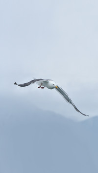 Flying seagull on a background of mountains