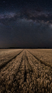 The wheat fields sway in waves.