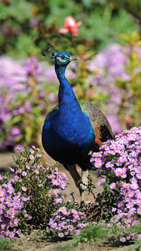 Beautiful peacock-01
