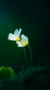 Macro flowers