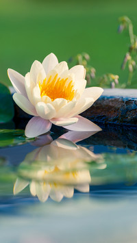 Blooming Flowers