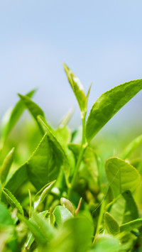 Fresh and tender tea leaves