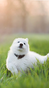 Land Cloud Samoye 1