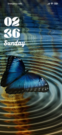 Butterfly