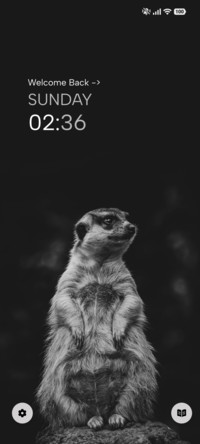 Alert Meerkat