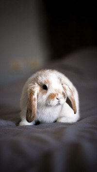 Small white and brown rabbit with flattened ears