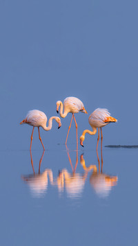 The big internet celebrity in the flamingo animal kingdom