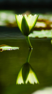 Lotus in summer