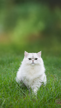 Cute Persian Cat Sitting on Green Grass