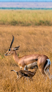 Boseli impala