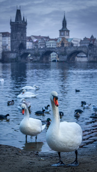 international-swan