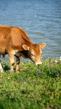 A yellow ox grazing on the grass by the river