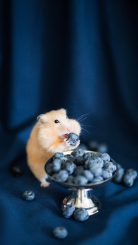 Golden Funny Hamster Eating Berry