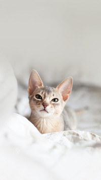 Abyssinian blue cat lying on a bed of neutral color
