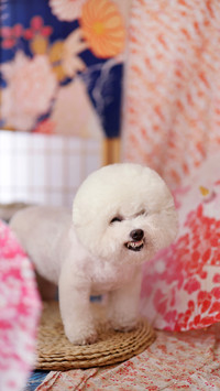 Things that dogs hate 5