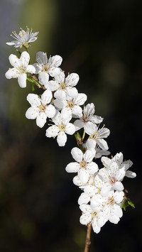 Flowers and plants