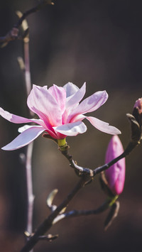 Spring scenery-05