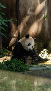 Zoo giant pandas