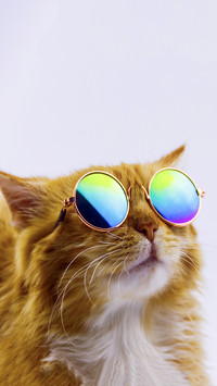 酷帅小猫-拍信图库