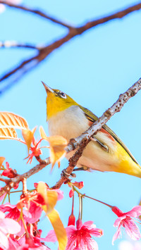 Spring scenery-08