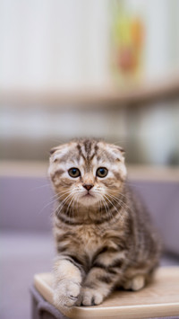 Kitten cat scottish straight, lop-eared fluffy