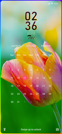 Tulip Beauty
