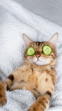Funny pet cat relaxing at the spa