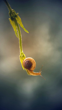 Macro insects