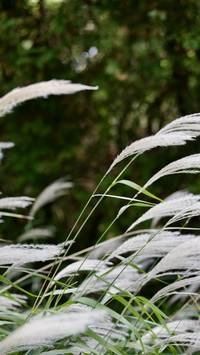 Snow Falling on Hudson Plants
