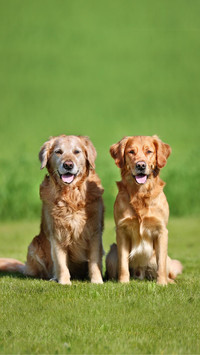 Dog62