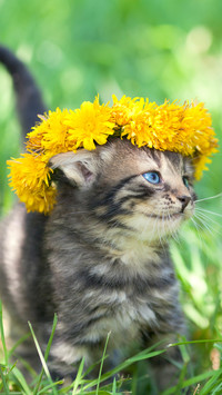 猫咪怪癖大剖析
