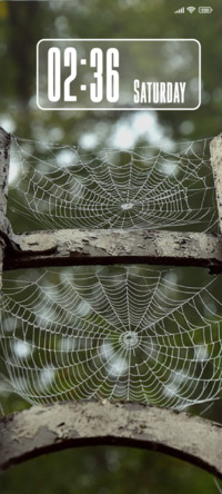 Spider Web