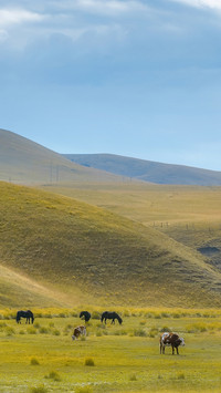 Plateau animals