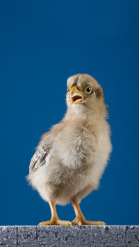 What the chicken egg