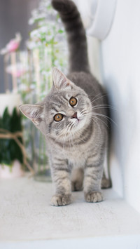 猫咪耳朵的“秘密”