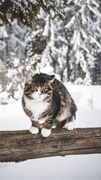 猫咪智商排行榜