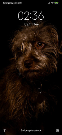 Dog_3MDS