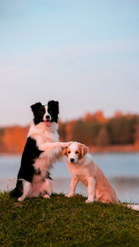 Red puppy Border collie and black and white dog on grass