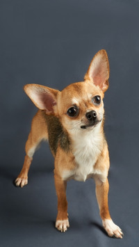 How to Name Chihuahua 7